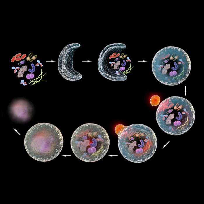 What is Autophagy?